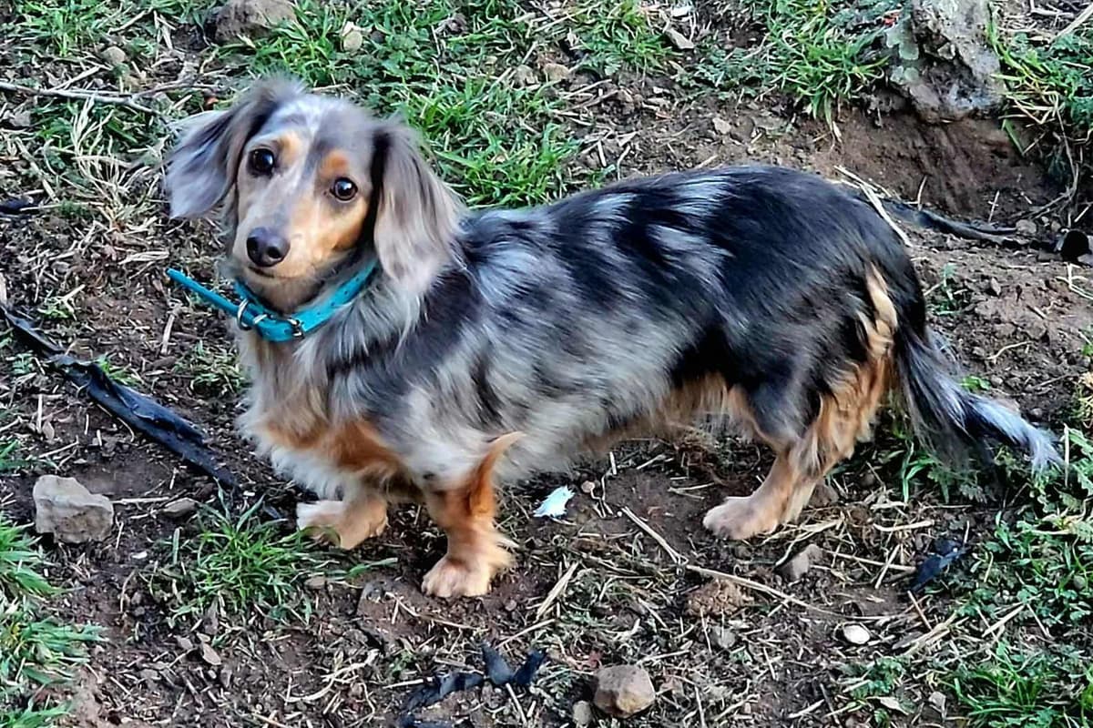 Hattie & Bullet's litter breeder image 5