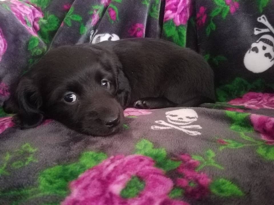 Hattie & Bullet's litter breeder image 10