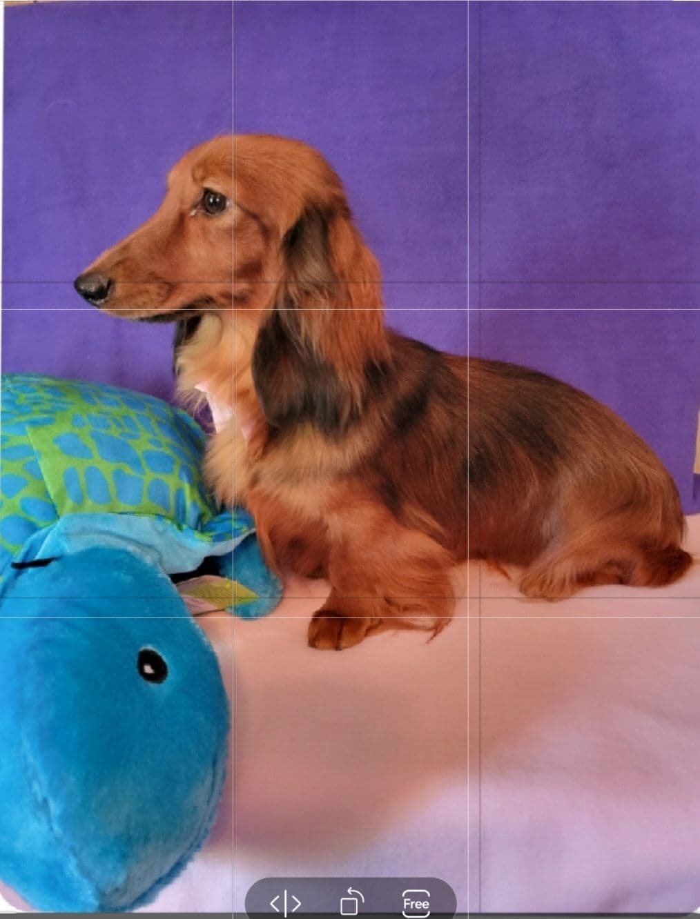 Hattie & Bullet's litter breeder image 11
