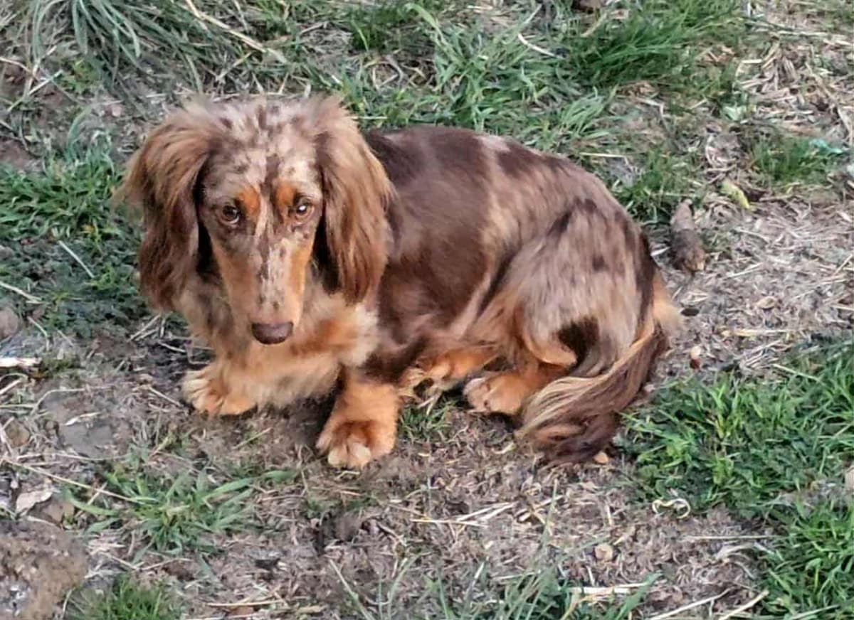 Hattie & Bullet's litter breeder image 12
