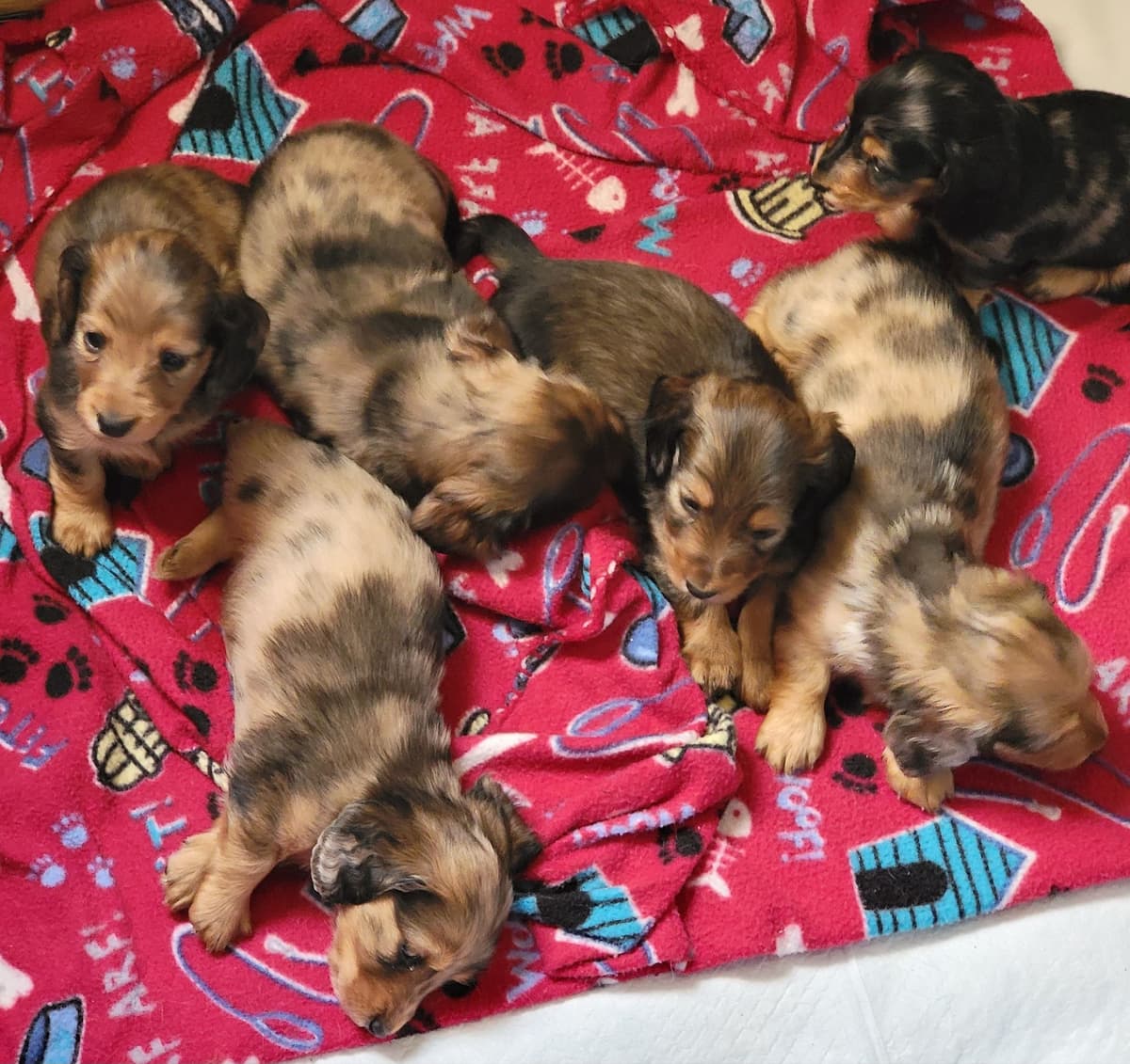 Hattie & Bullet's litter breeder image 14