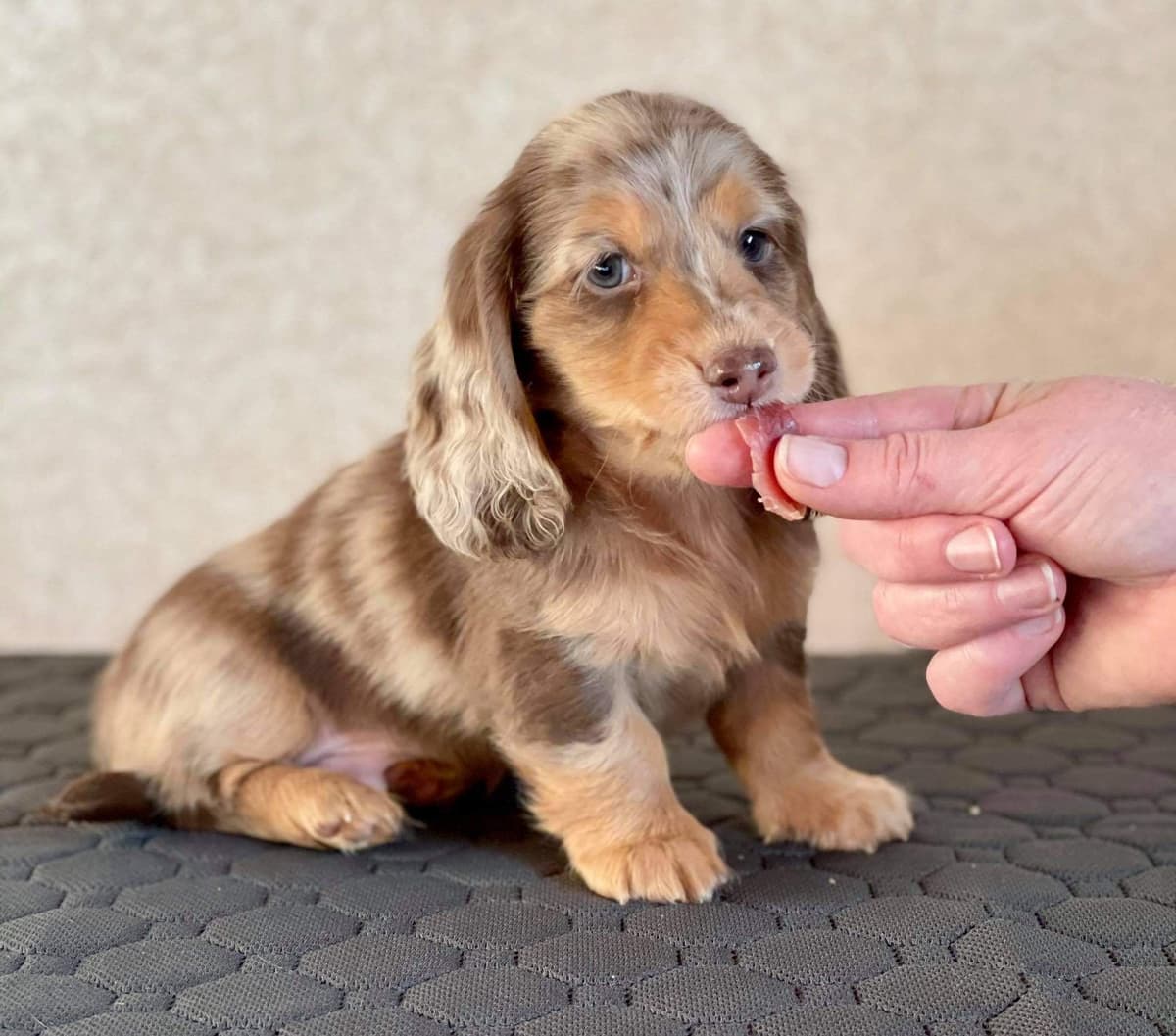 Hattie & Bullet's litter breeder image 15