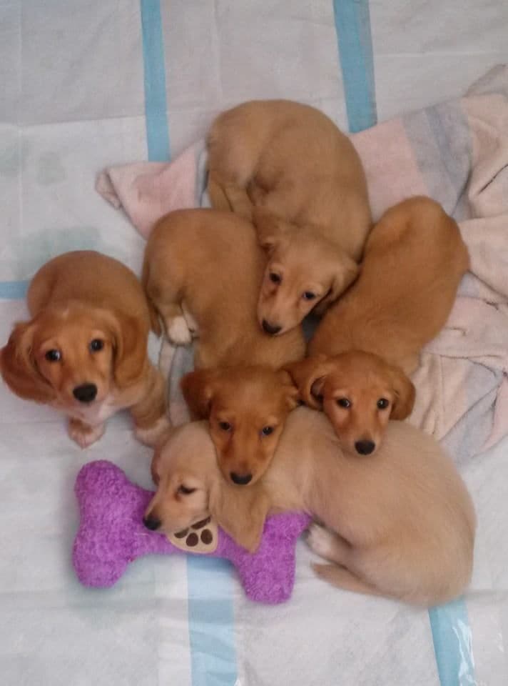 Hattie & Bullet's litter breeder image 16