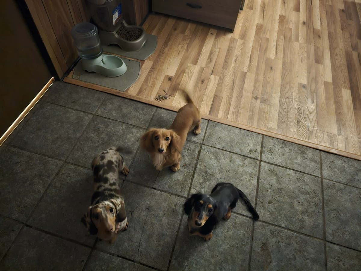 Hattie & Bullet's litter breeder image 18