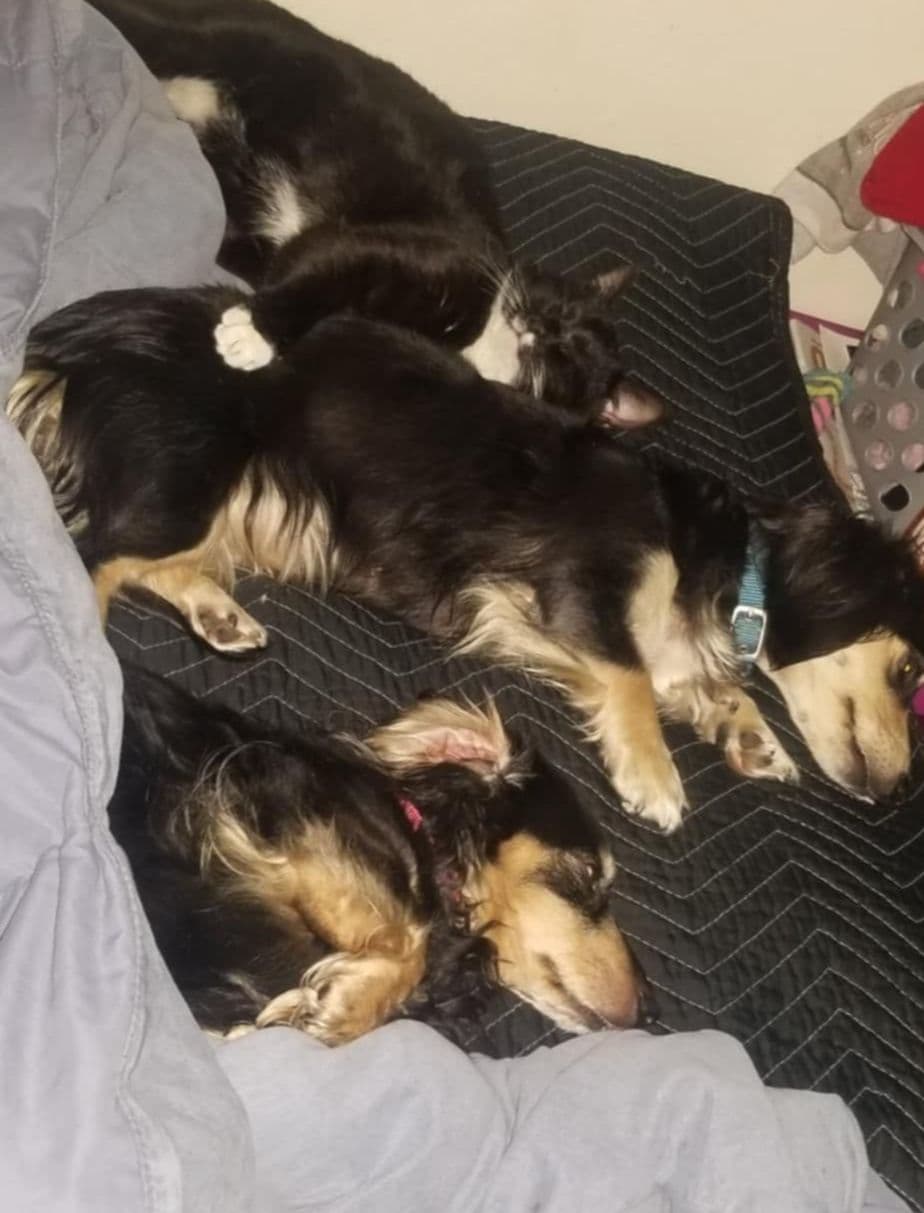 Hattie & Bullet's litter breeder image 17