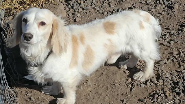 River & Thor's litter media 2