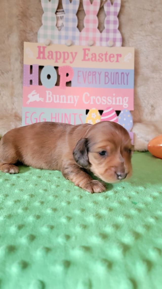Hattie & Bullet's litter media 2