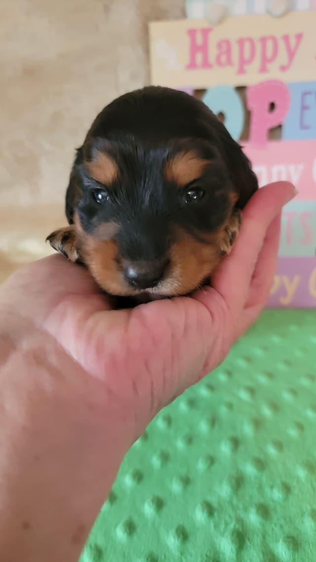 Hattie & Bullet's litter media 3