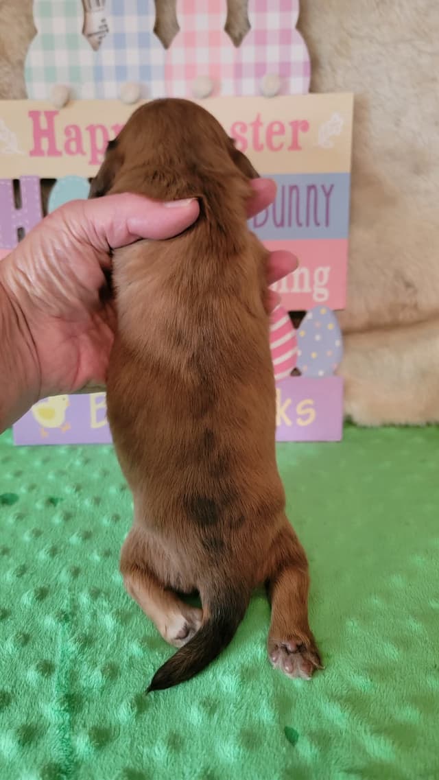 Hattie & Bullet's litter media 4