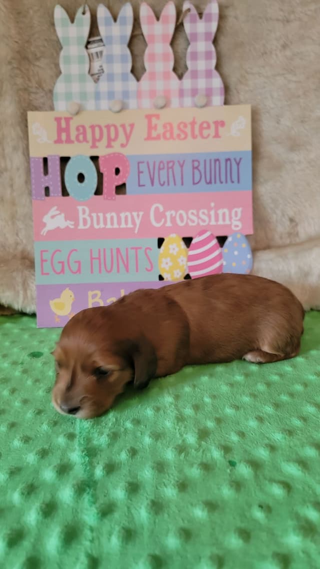Hattie & Bullet's litter media 5