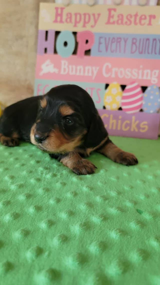 Hattie & Bullet's litter media 6