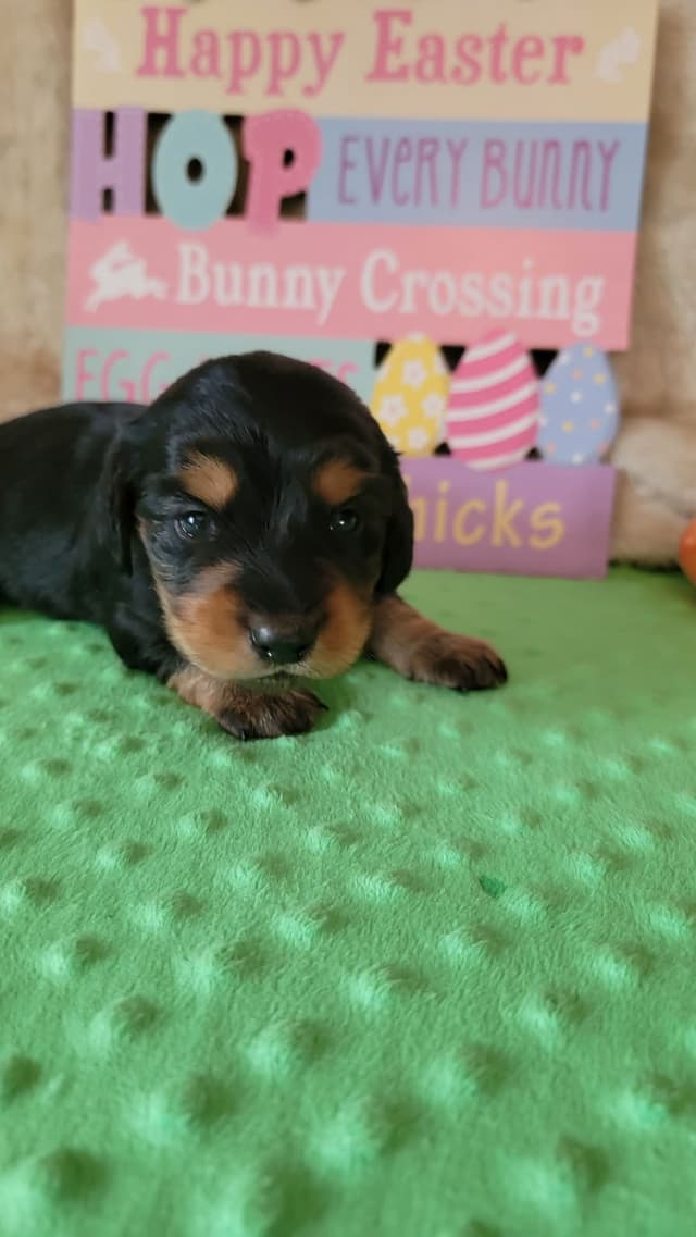 Hattie & Bullet's litter media 7