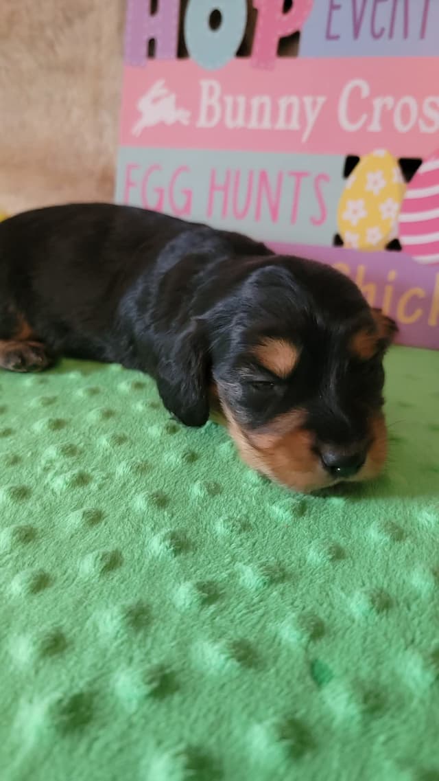 Hattie & Bullet's litter media 8