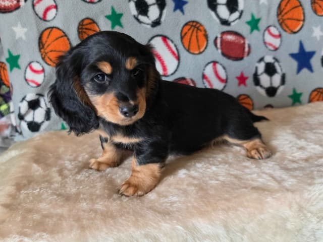 River & Thor's litter media 3