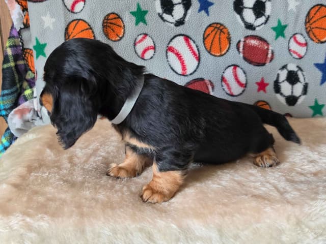 River & Thor's litter media 4
