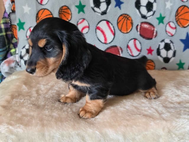 River & Thor's litter media 5