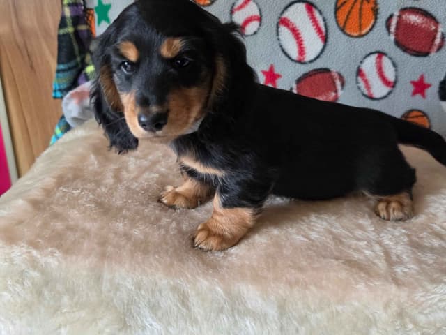River & Thor's litter media 6