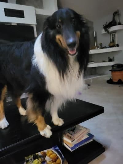 Shetland Sheepdog Puppies media 4