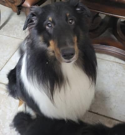 Shetland Sheepdog Puppies media 5
