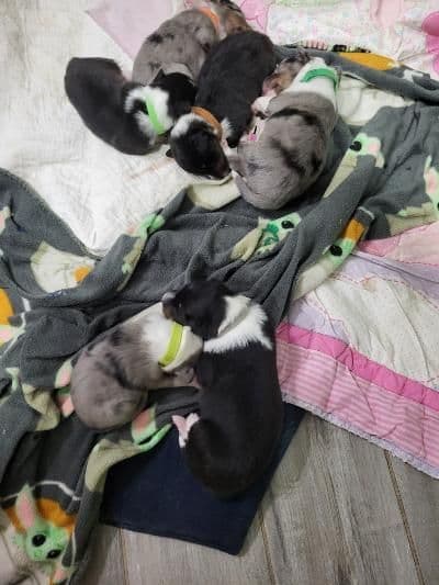 Shetland Sheepdog Puppies breeder image 9
