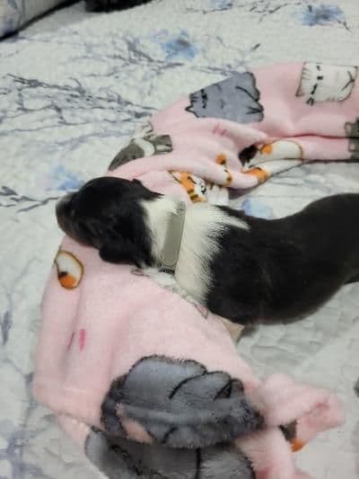 Shetland Sheepdog Puppies breeder image 10
