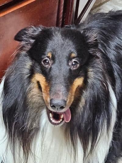 Shetland Sheepdog Puppies breeder image 3
