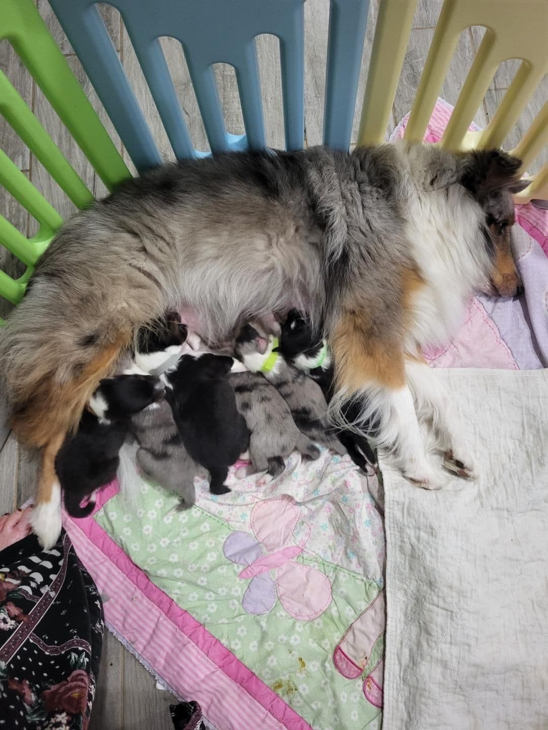 Shetland Sheepdog Puppies breeder image 2