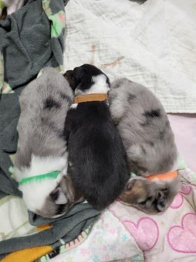 Shetland Sheepdog Puppies breeder image 11