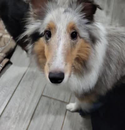 Shetland Sheepdog Puppies breeder image 4