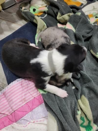 Shetland Sheepdog Puppies breeder image 13