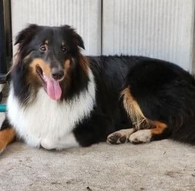 Shetland Sheepdog Puppies breeder image 7