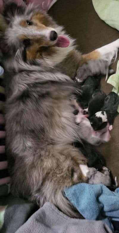 Shetland Sheepdog Puppies breeder image 8