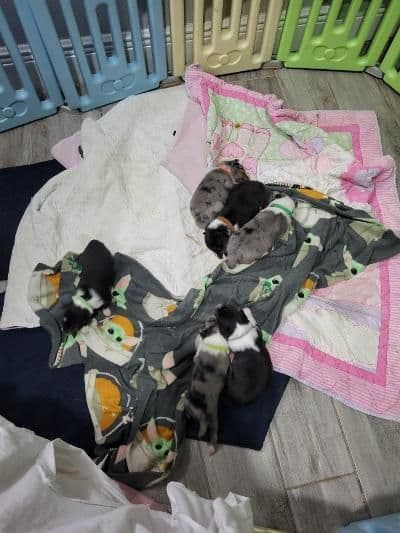 Shetland Sheepdog Puppies breeder image 14