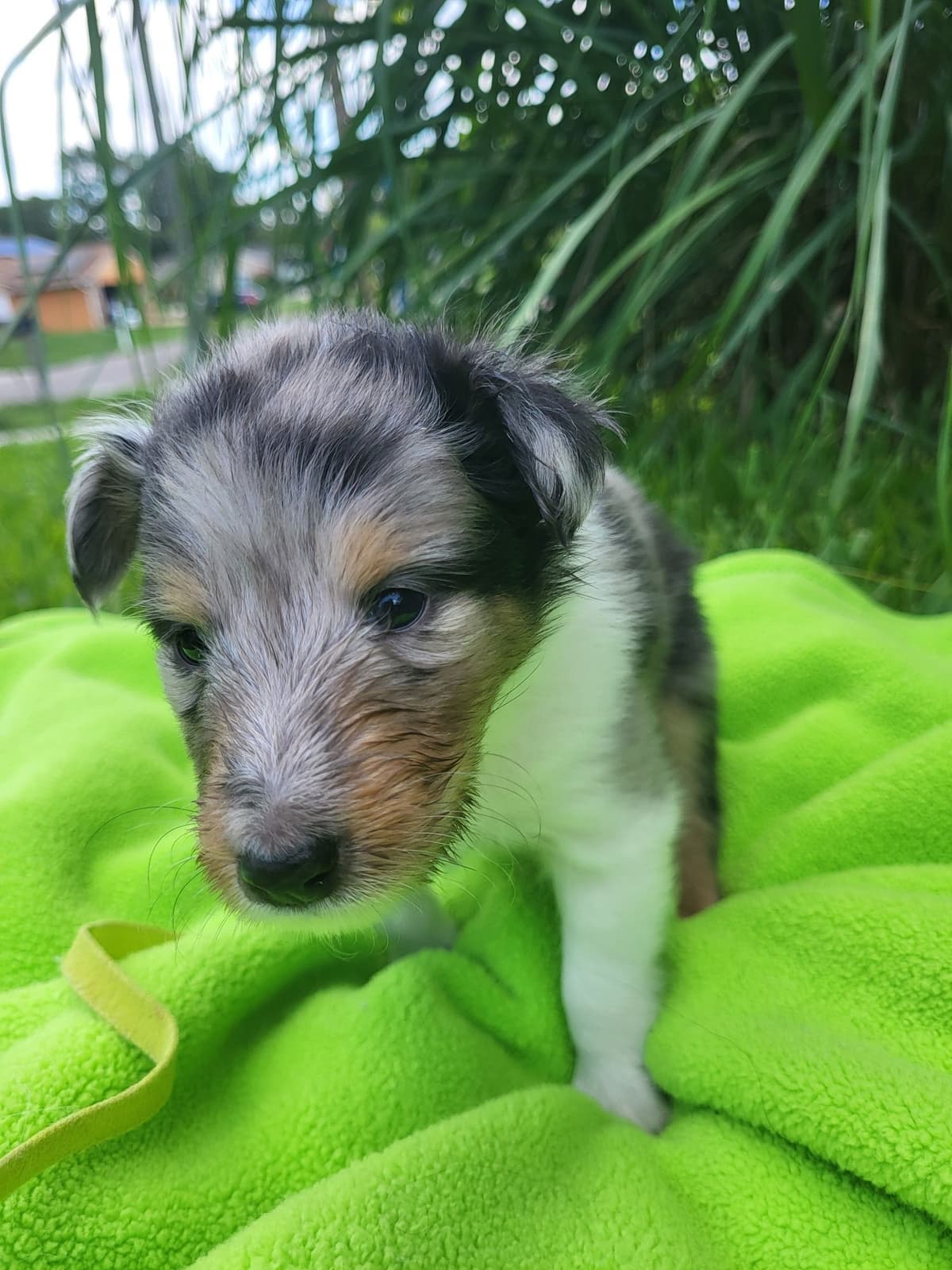 Shetland Sheepdog Puppies breeder image 15