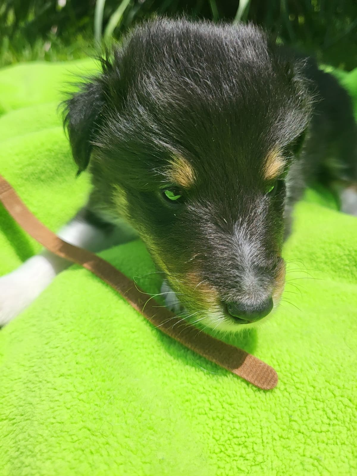 Shetland Sheepdog Puppies breeder image 16