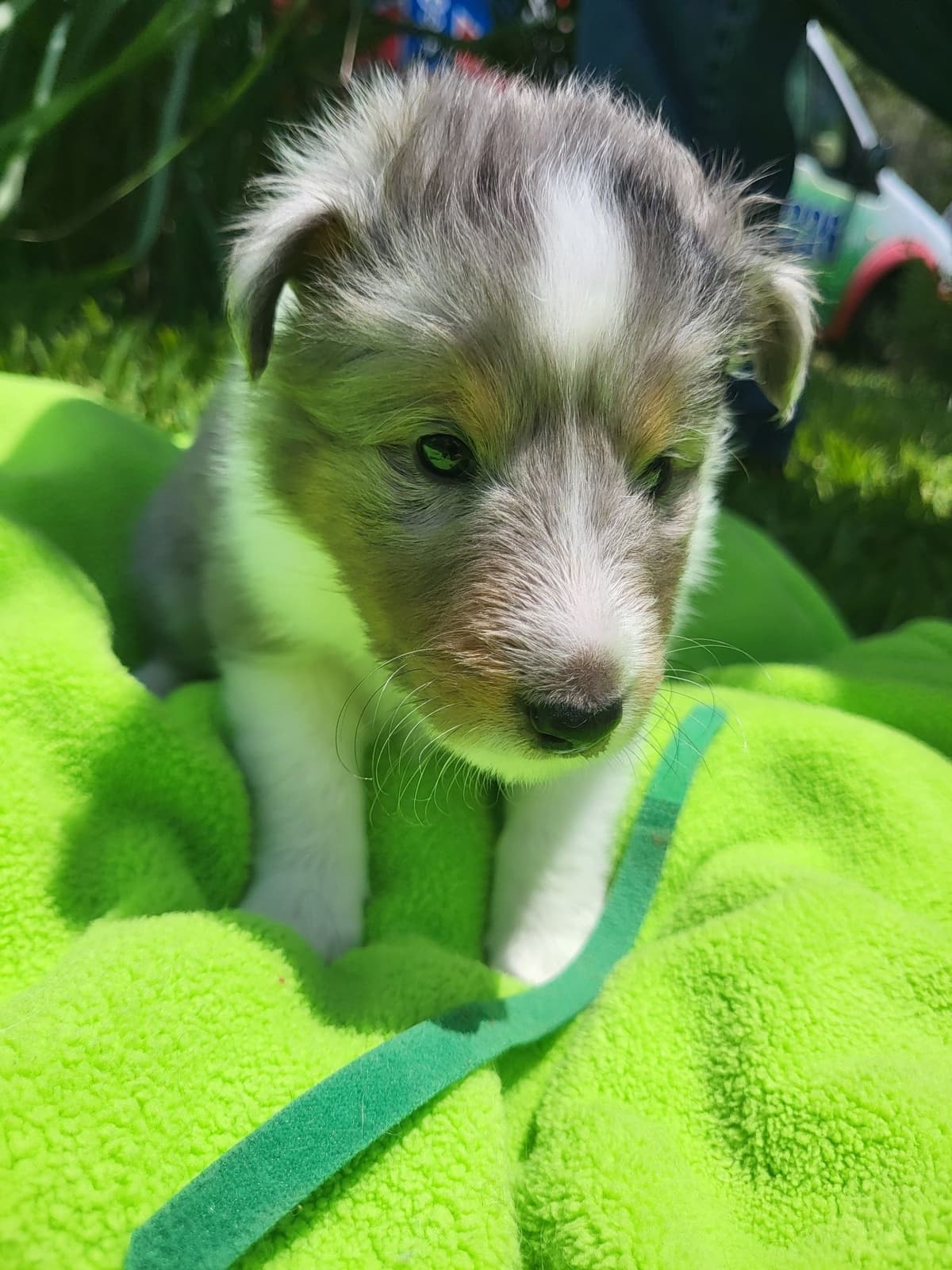 Shetland Sheepdog Puppies breeder image 17