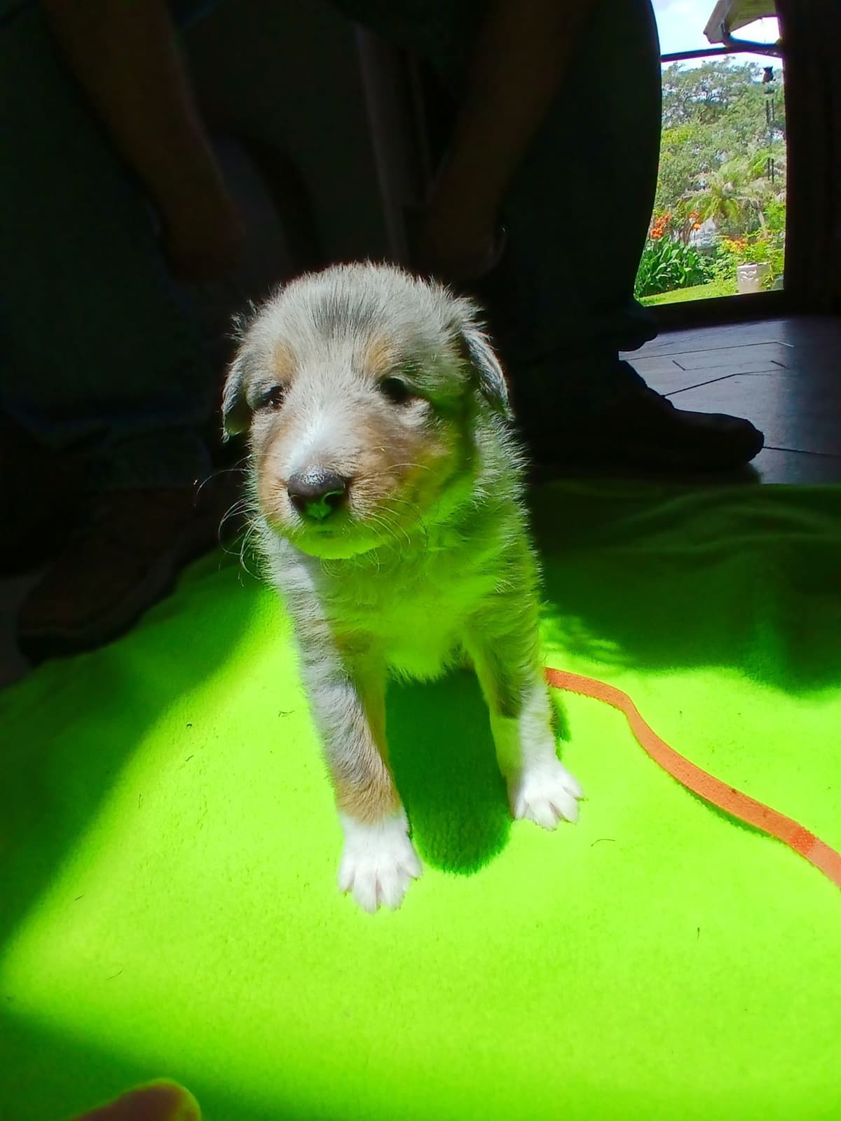 Shetland Sheepdog Puppies breeder image 18