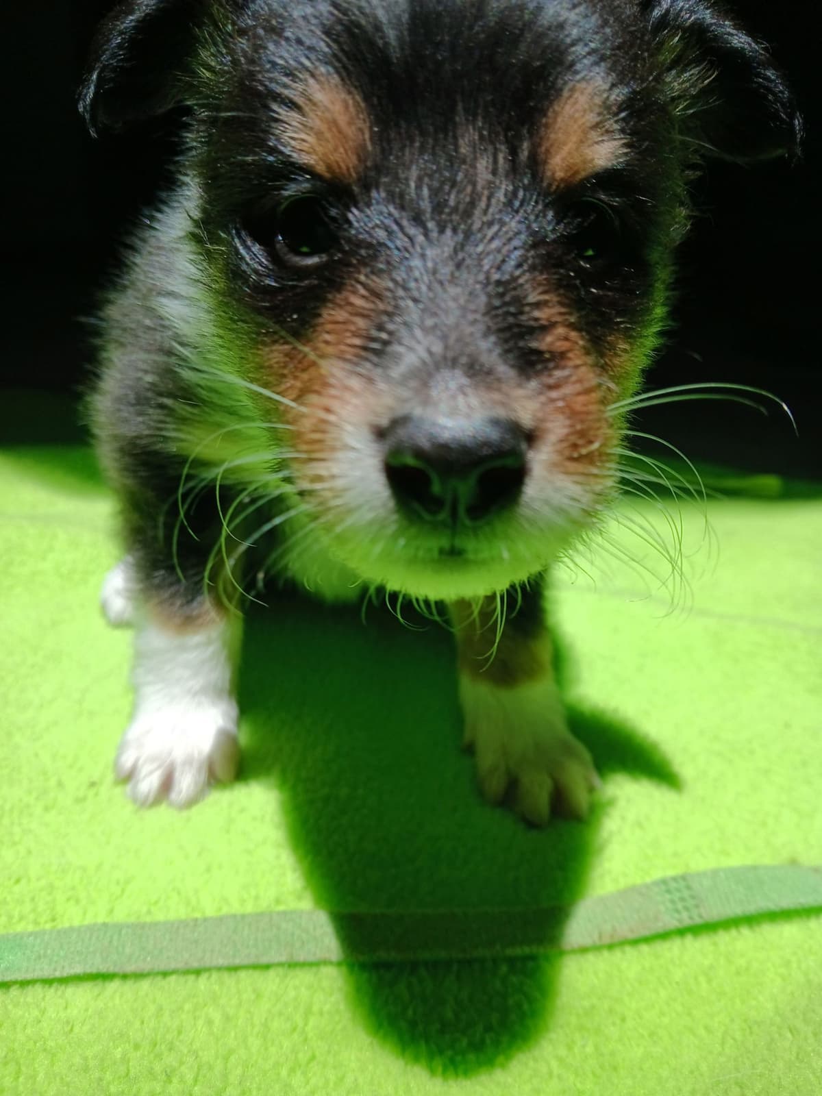 Shetland Sheepdog Puppies breeder image 19
