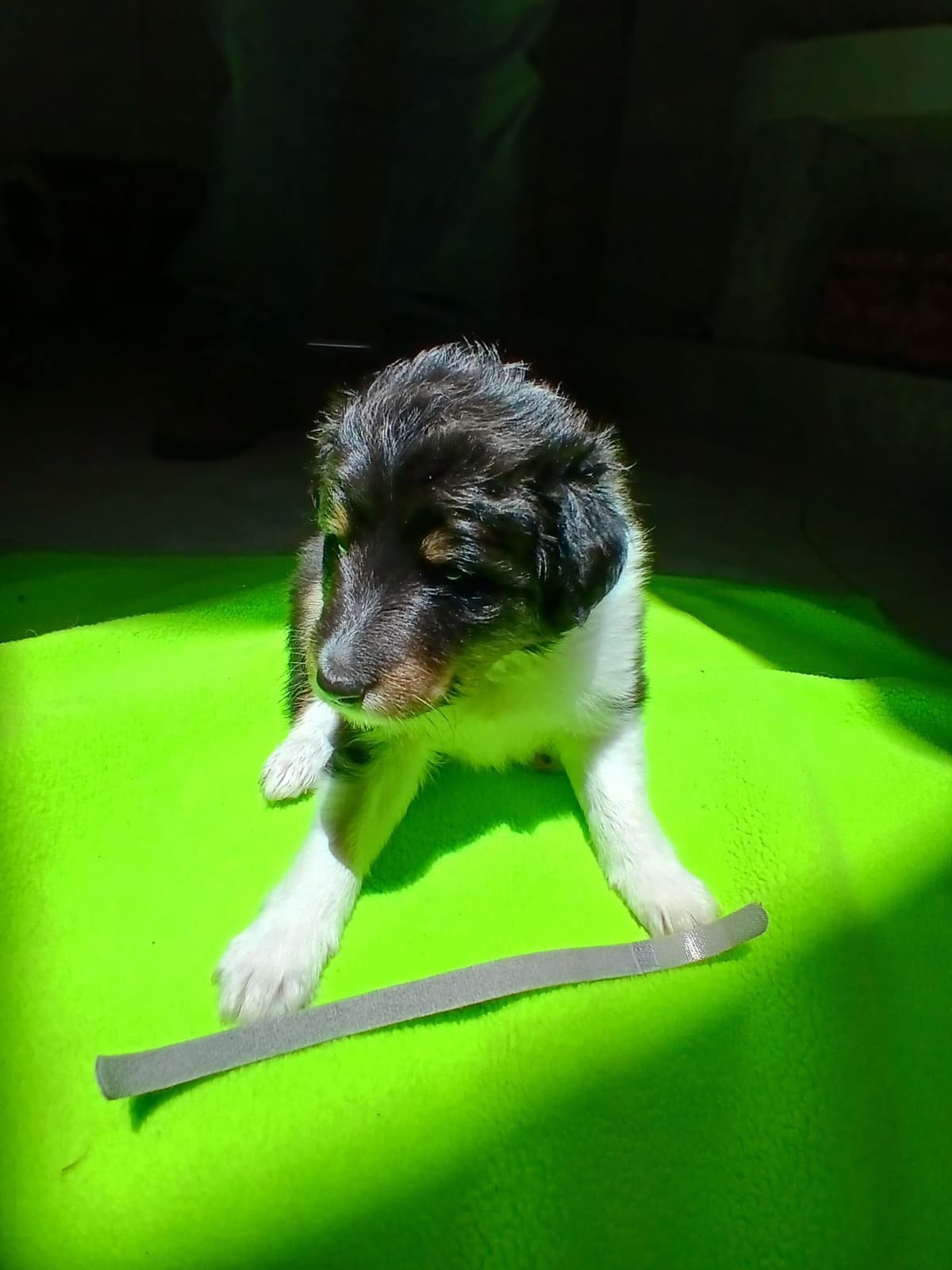 Shetland Sheepdog Puppies breeder image 20