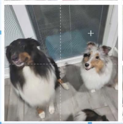 Shetland Sheepdog Puppies breeder image 1