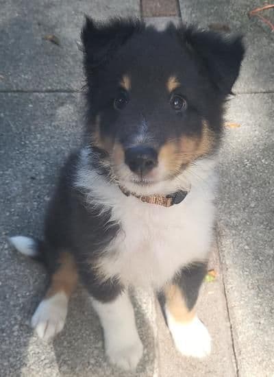 Shetland Sheepdog Puppies breeder image 23