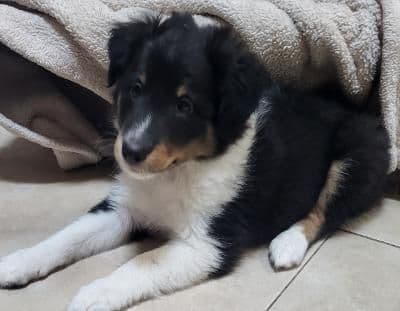 Shetland Sheepdog Puppies breeder image 24