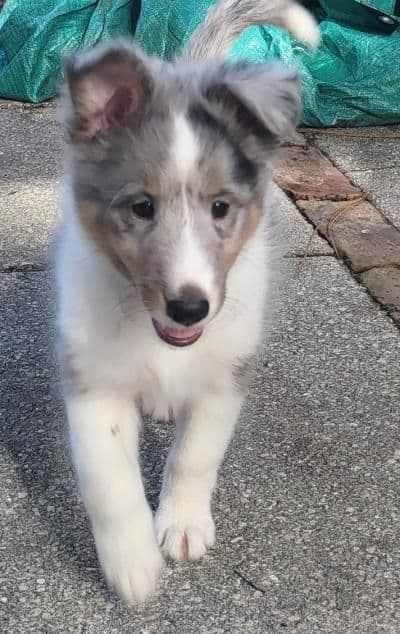 Shetland Sheepdog Puppies media 7