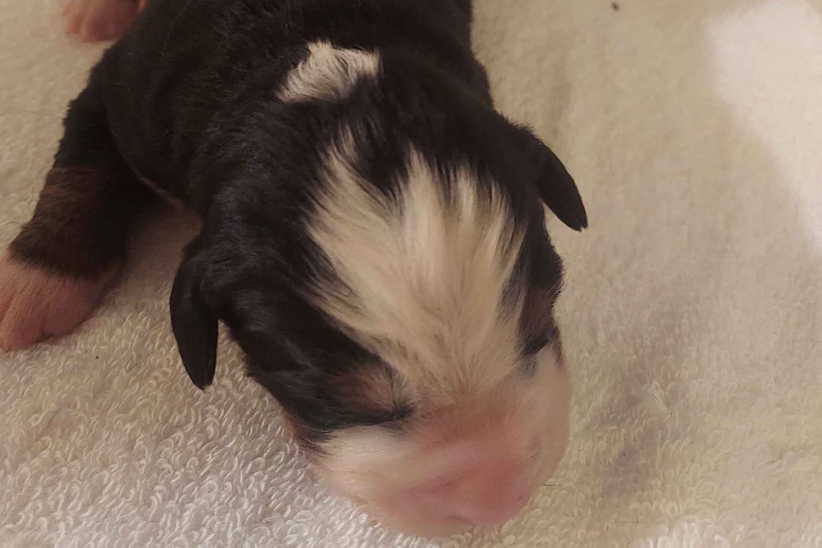 Rottweiler Puppies breeder image 3