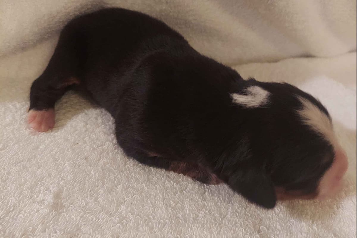 Rottweiler Puppies breeder image 4