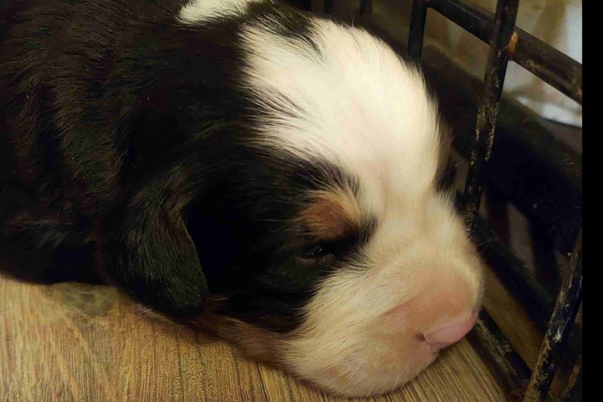 Rottweiler Puppies breeder image 5