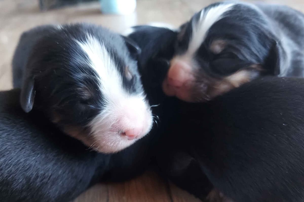 Rottweiler Puppies breeder image 1
