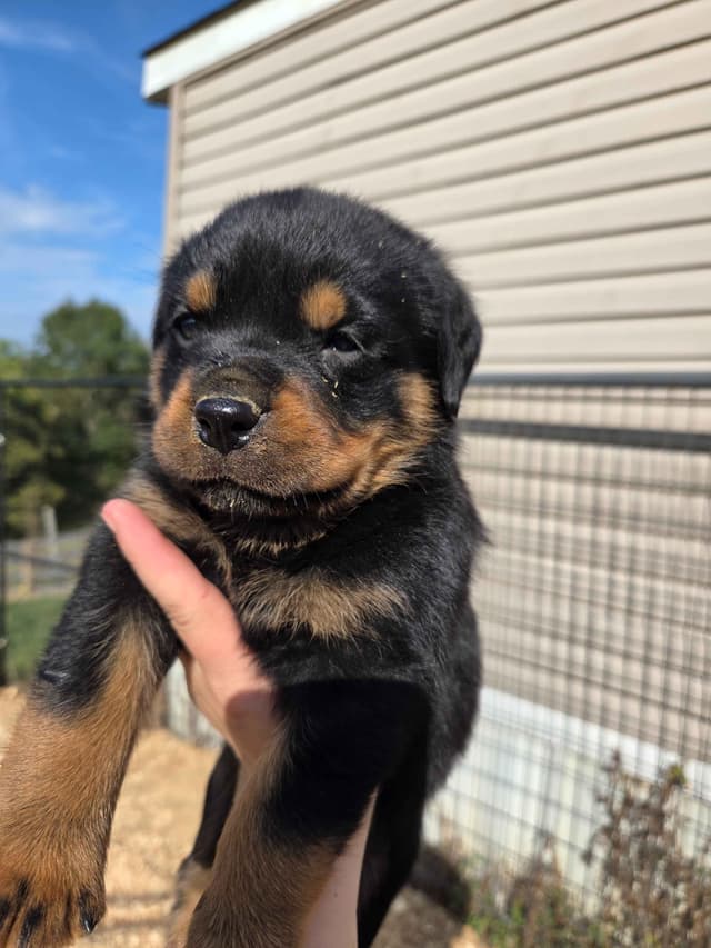 Rottweiler Puppies media 2
