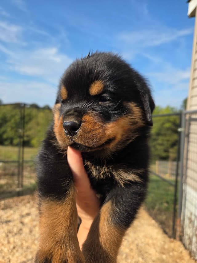 Rottweiler Puppies media 3