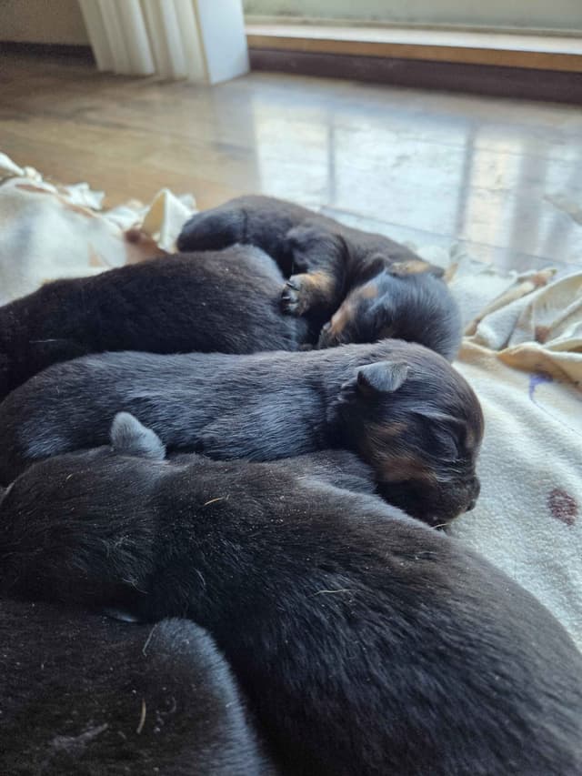 Rottweiler Puppies media 4